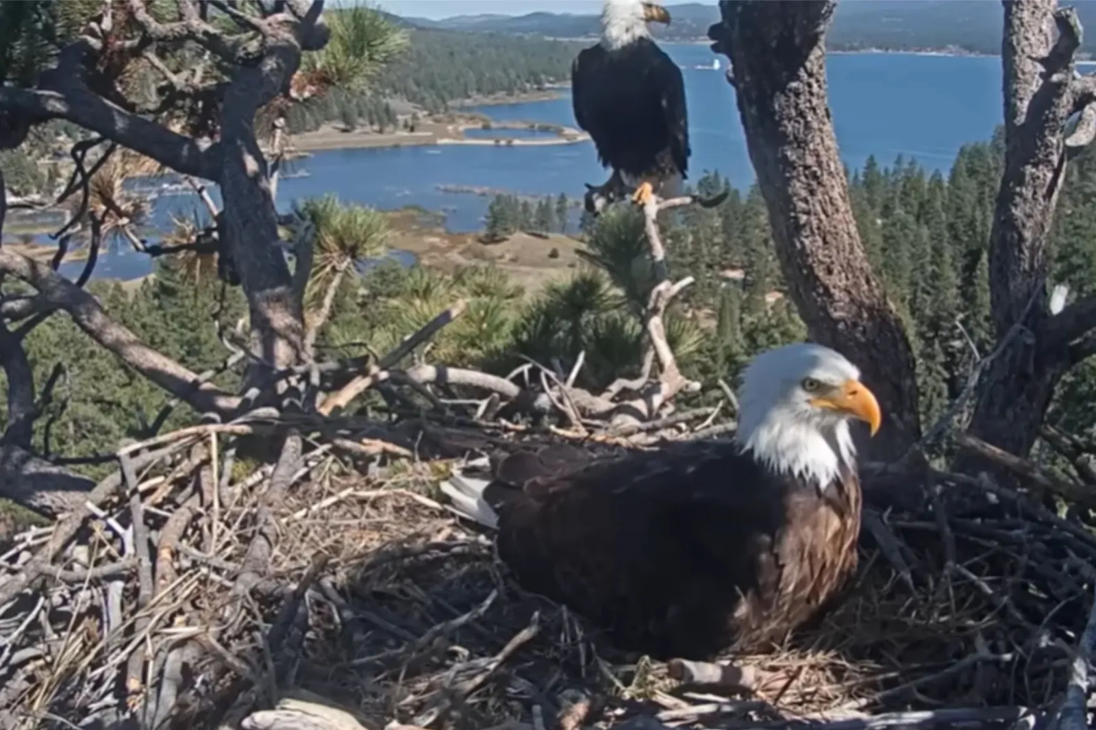 Bald eagles protecting nest