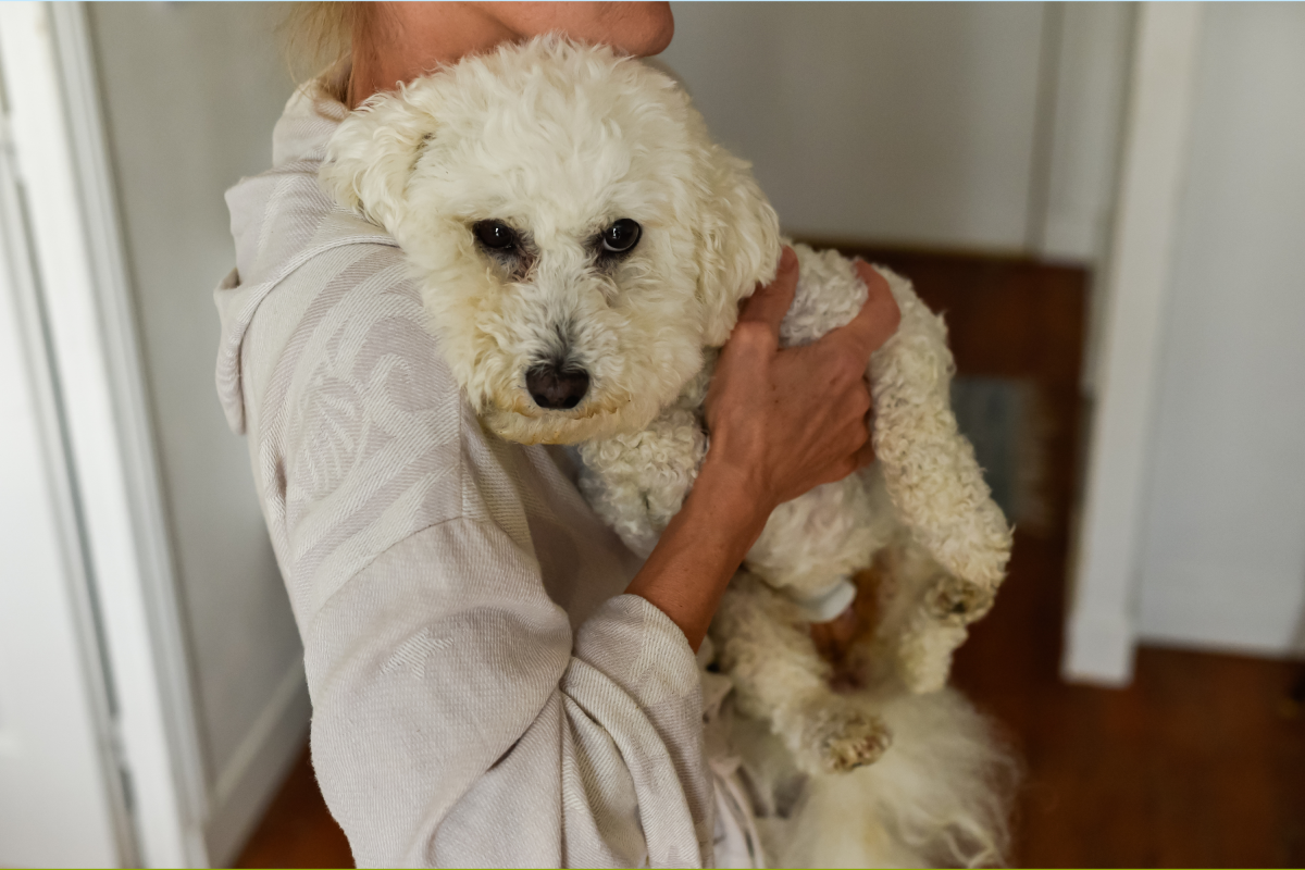 Shock As Owner Pleads for Help Over Dog’s Behavior: ‘Spoiled Dictator’ Shock As Owner Pleads for Help Over Dog’s Behavior: ‘Spoiled Dictator’