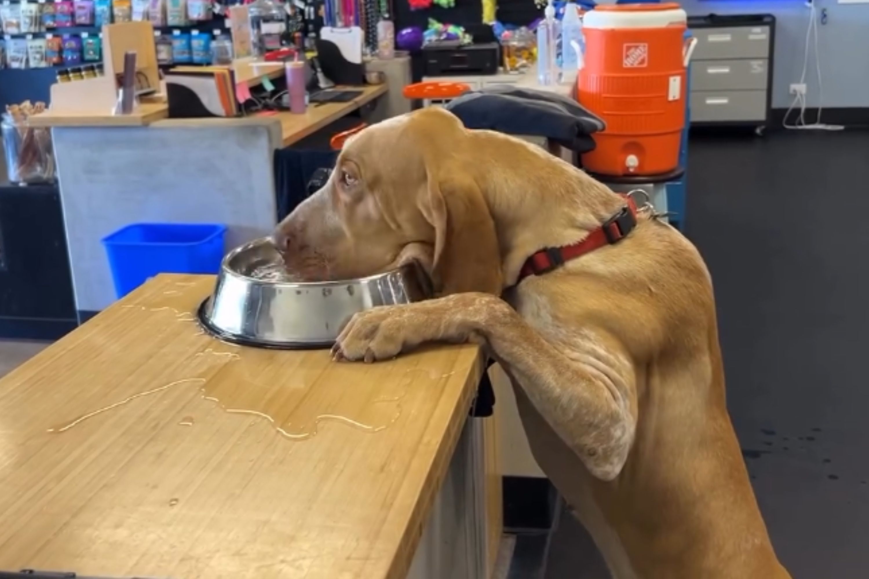 Hysterics Over What Pup Who ‘Hasn’t Learned His Manners’ Does at Playgroup