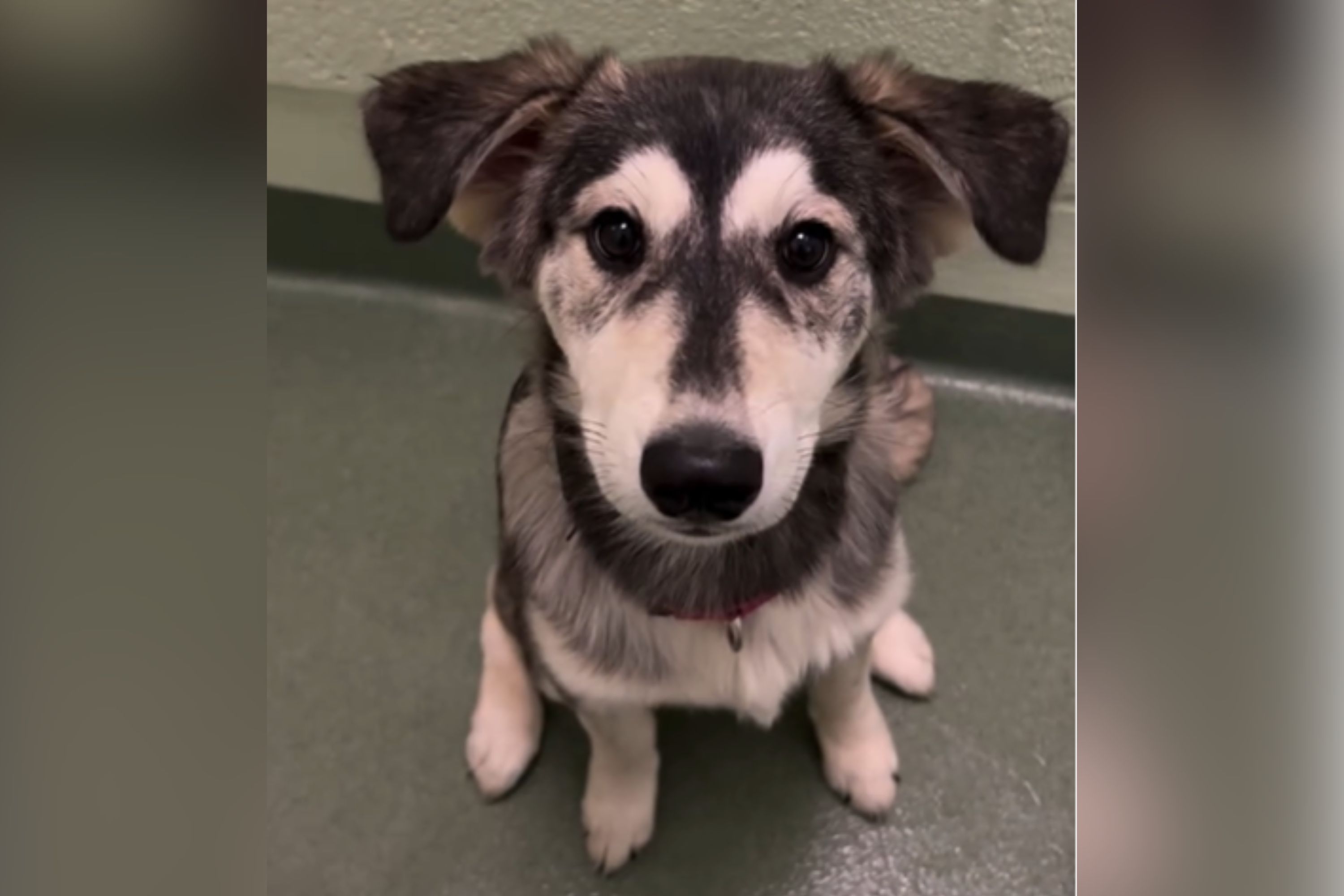 Shelter Staff Shocked by Breed of ‘Designer’ Puppy That Ended Up in Rescue