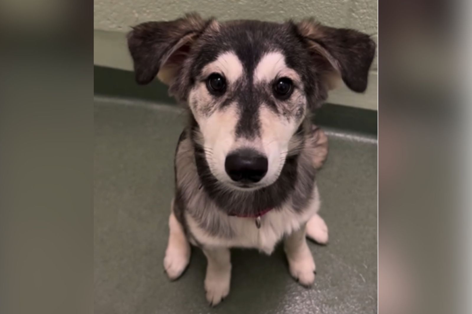 newsweek.com - Liz O'Connell - Shelter staff shocked by breed of 'designer' puppy that ended up in rescue