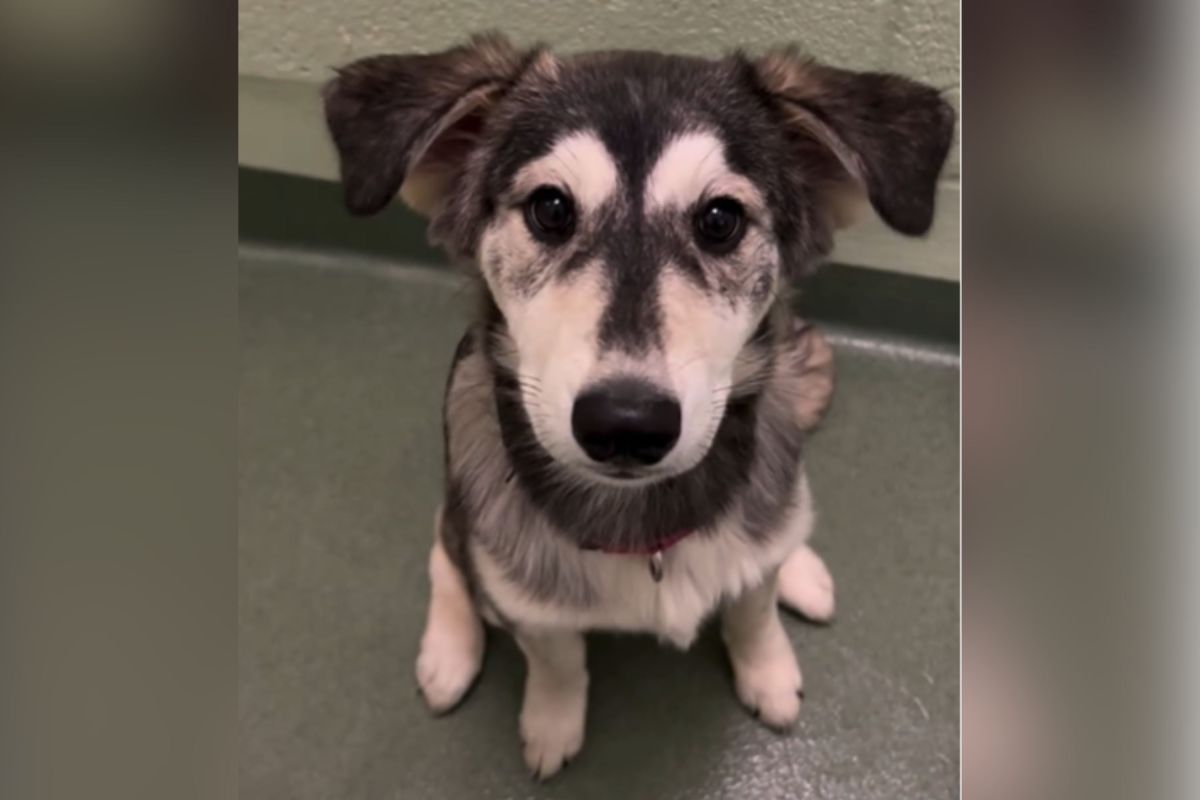 Rescue Reveals Surprising Truth About Designer Dogs