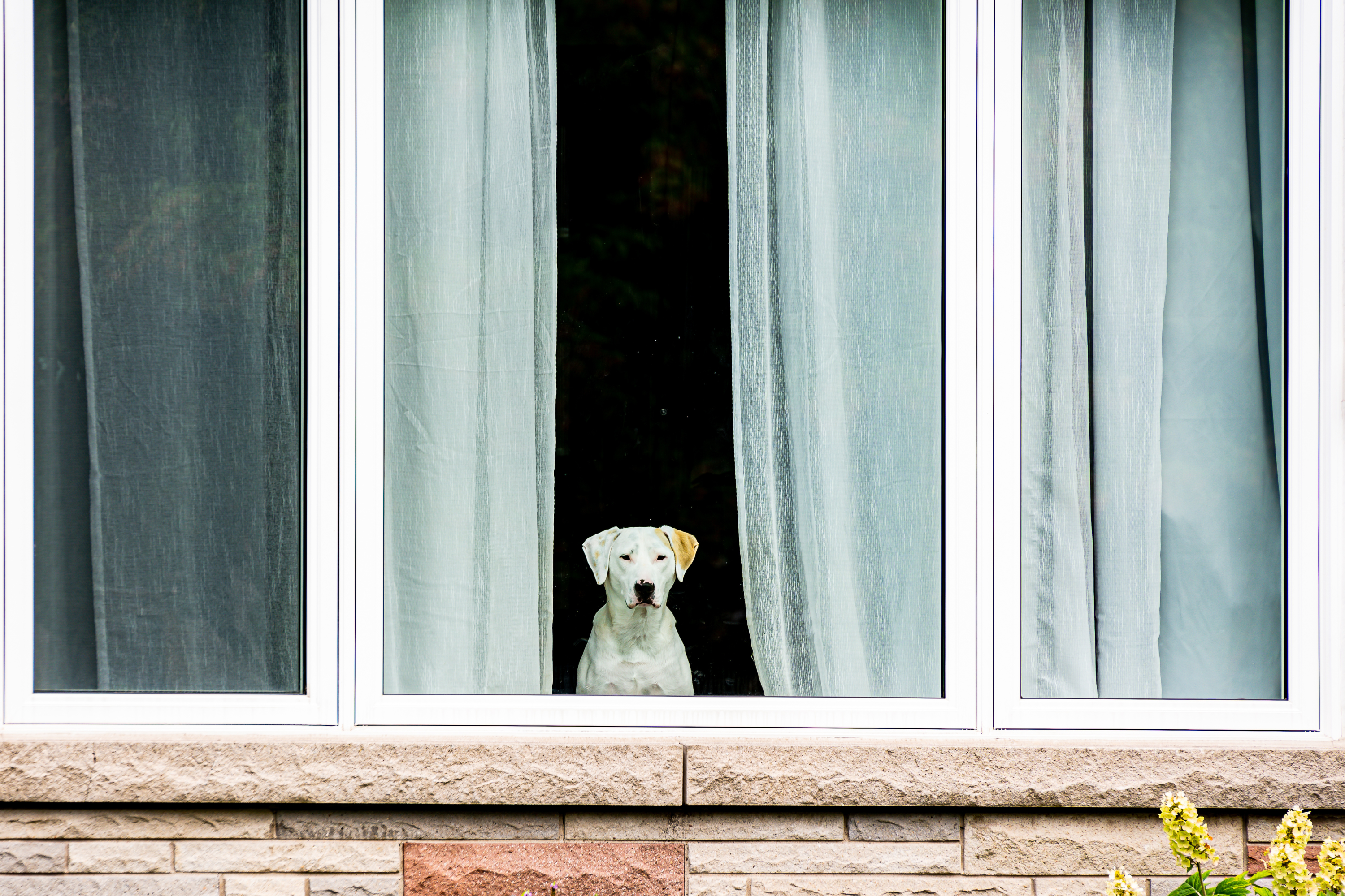 Owner Thinks Dog Sleeps All Day Home Alone—an Early Return Reveals Truth