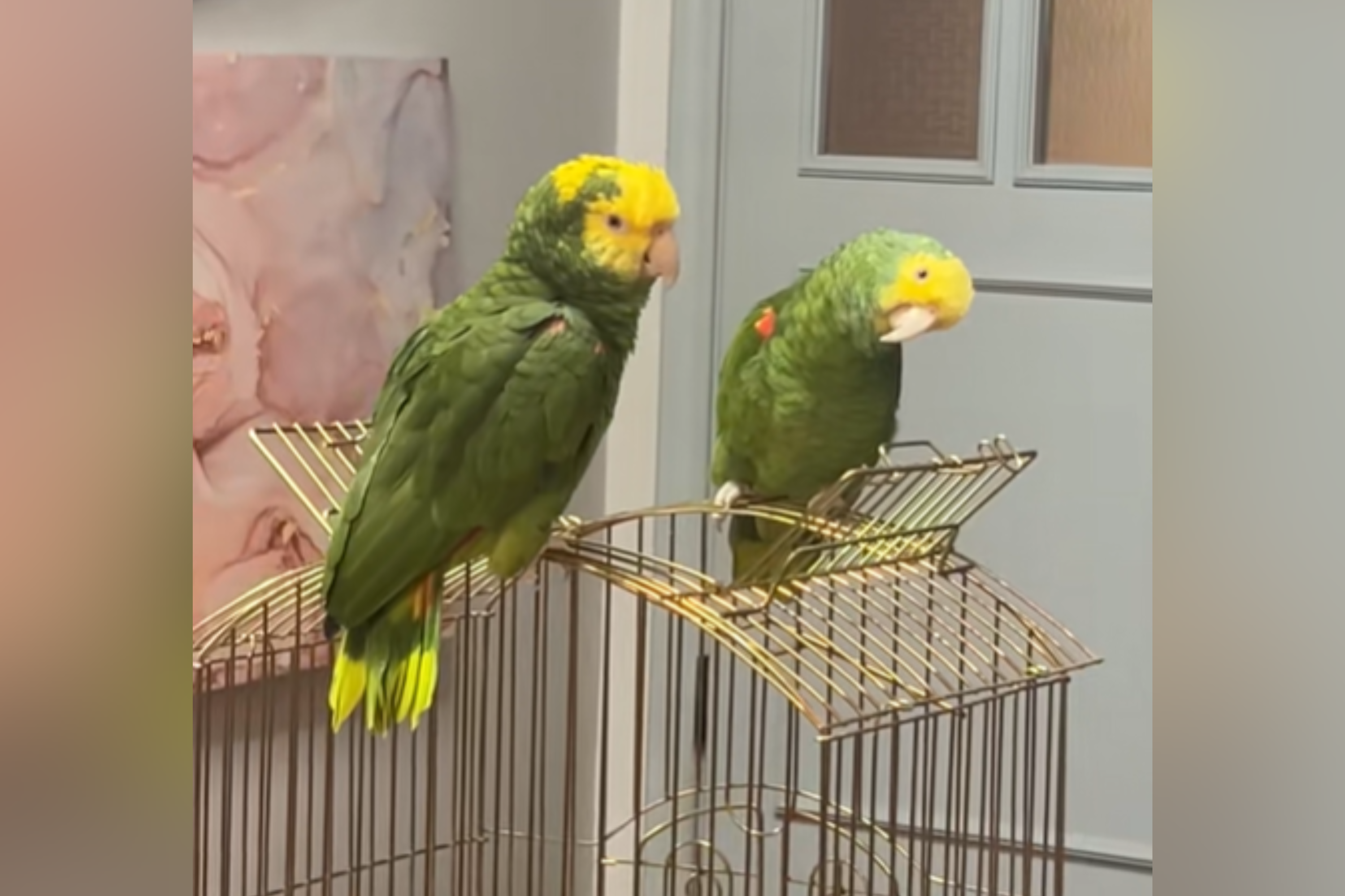 No One Can Cope With Parrot’s Unique Talent: ‘Lowkey Scary’