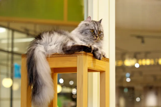 Mom Visits Cat Café, Tears Over What She Realizes About One Resident ...