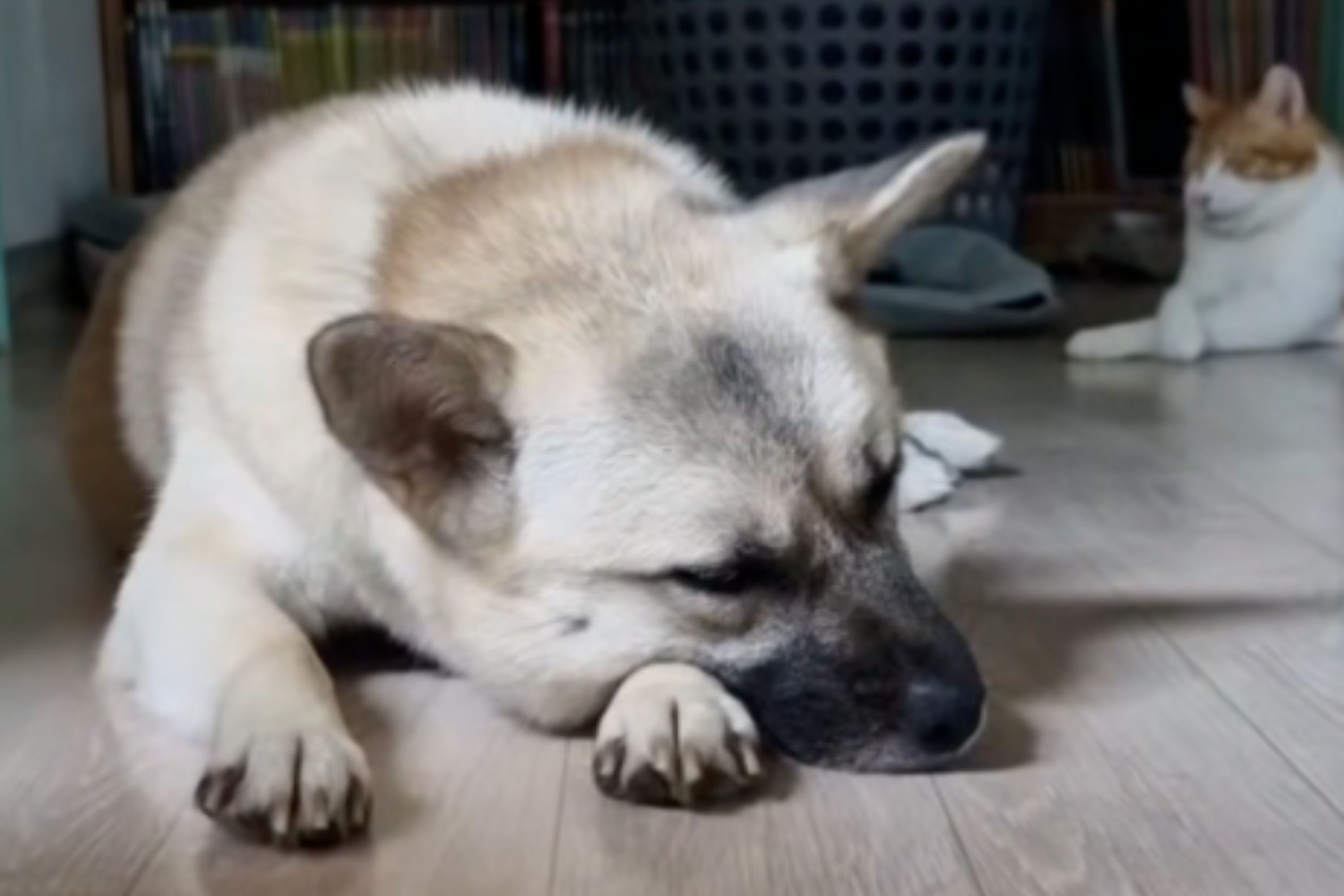 Tears Over Face of Dog in Shelter for 3 Years After Being Adopted, Returned