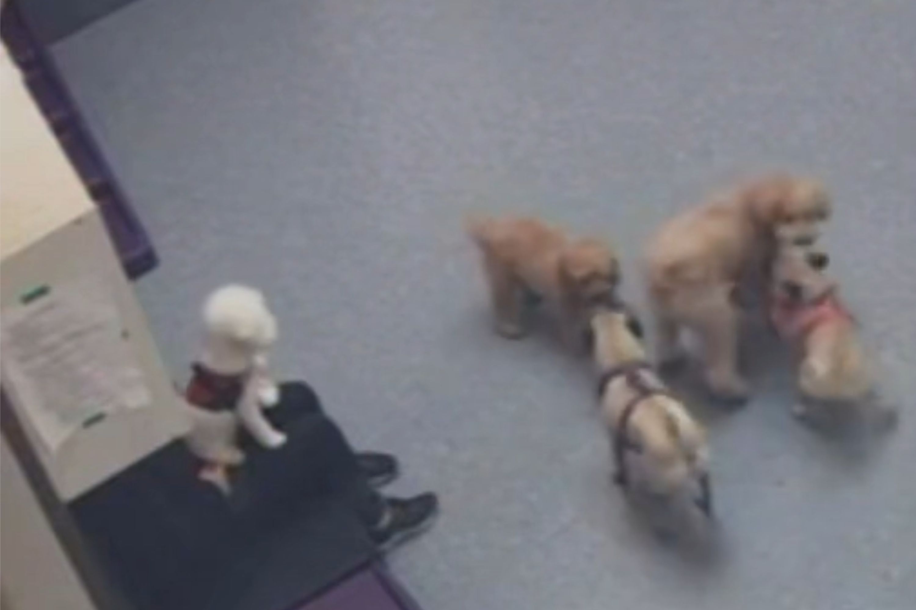 Owner Leaves Dog at Pet Hotel for the First Time—Then She Checks CCTV Feed