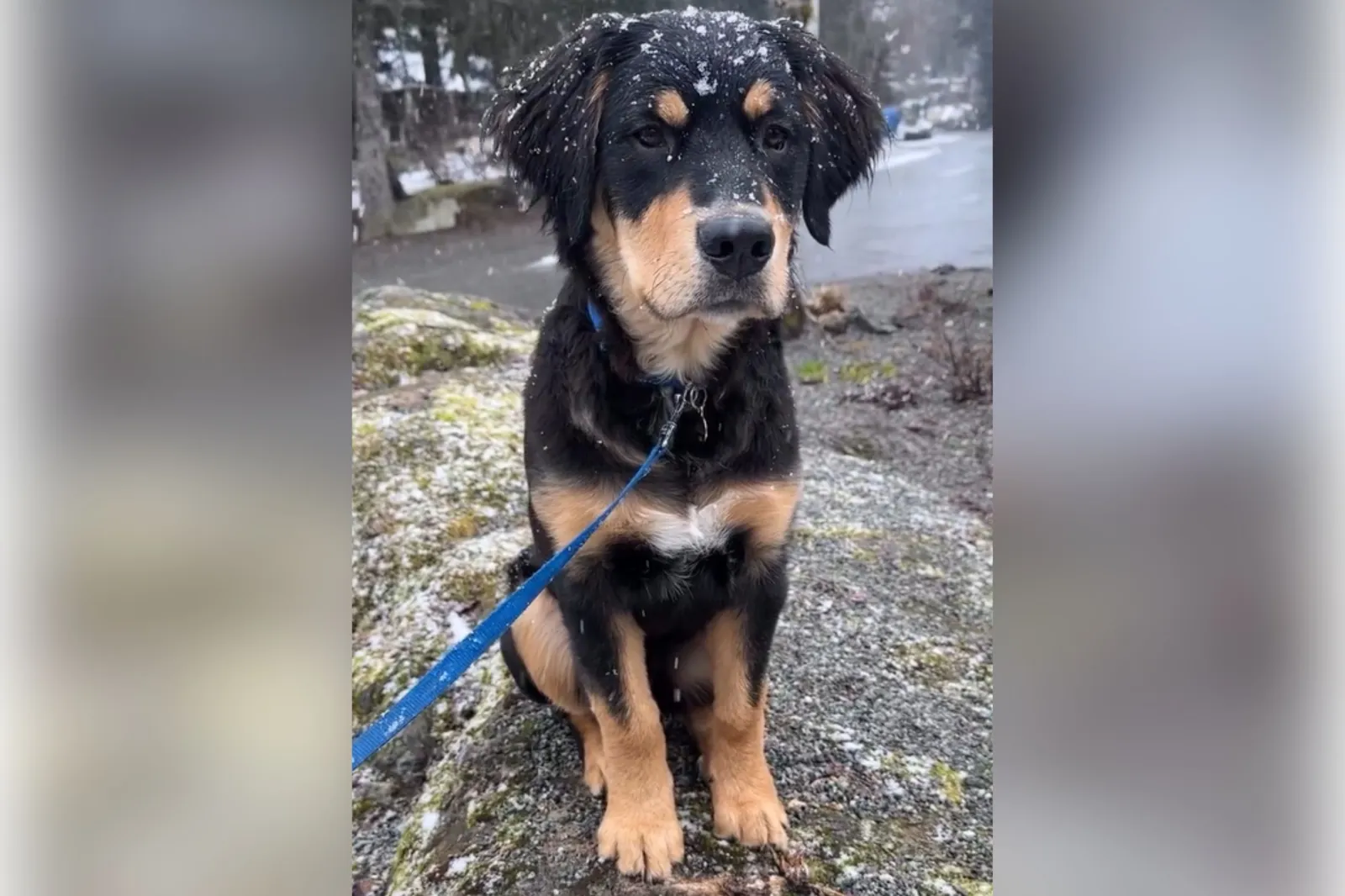 6-month-old golden mountain dog