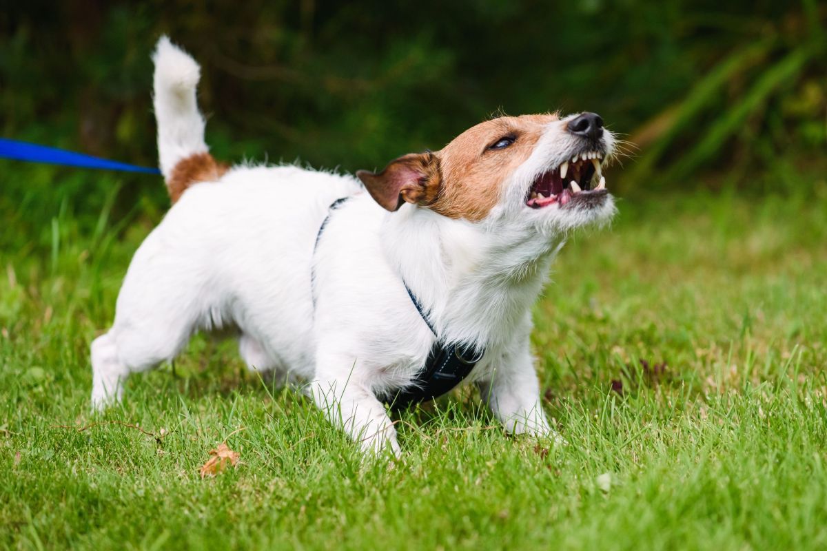 Dog Behavior Experts Reveal the One Trait Often Mistaken for Aggression