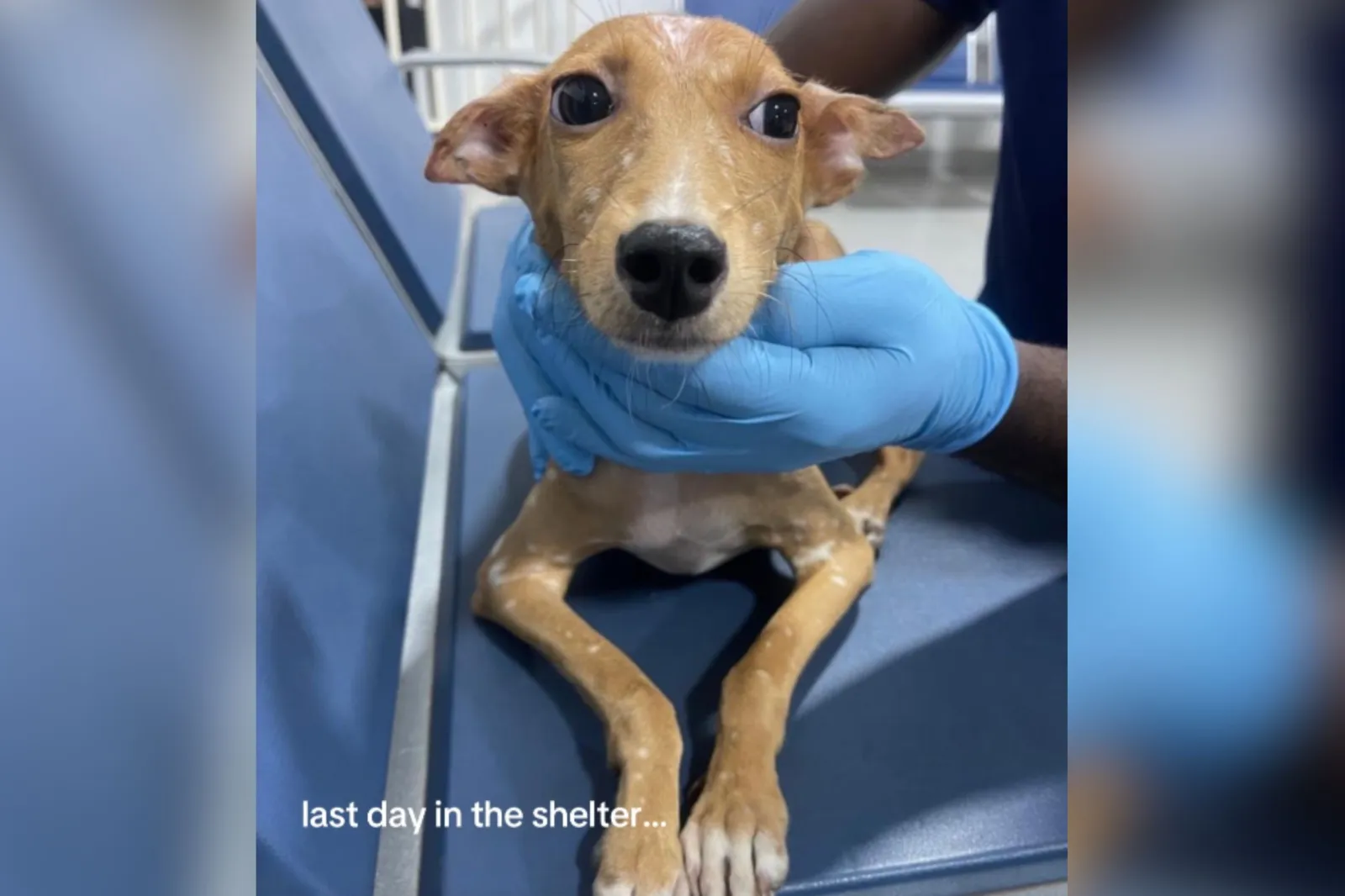 Rescue dog's last day in shelter