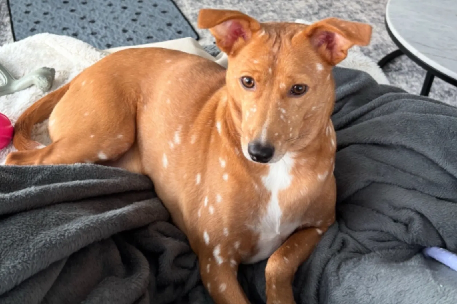 Rescue dog's year transformation