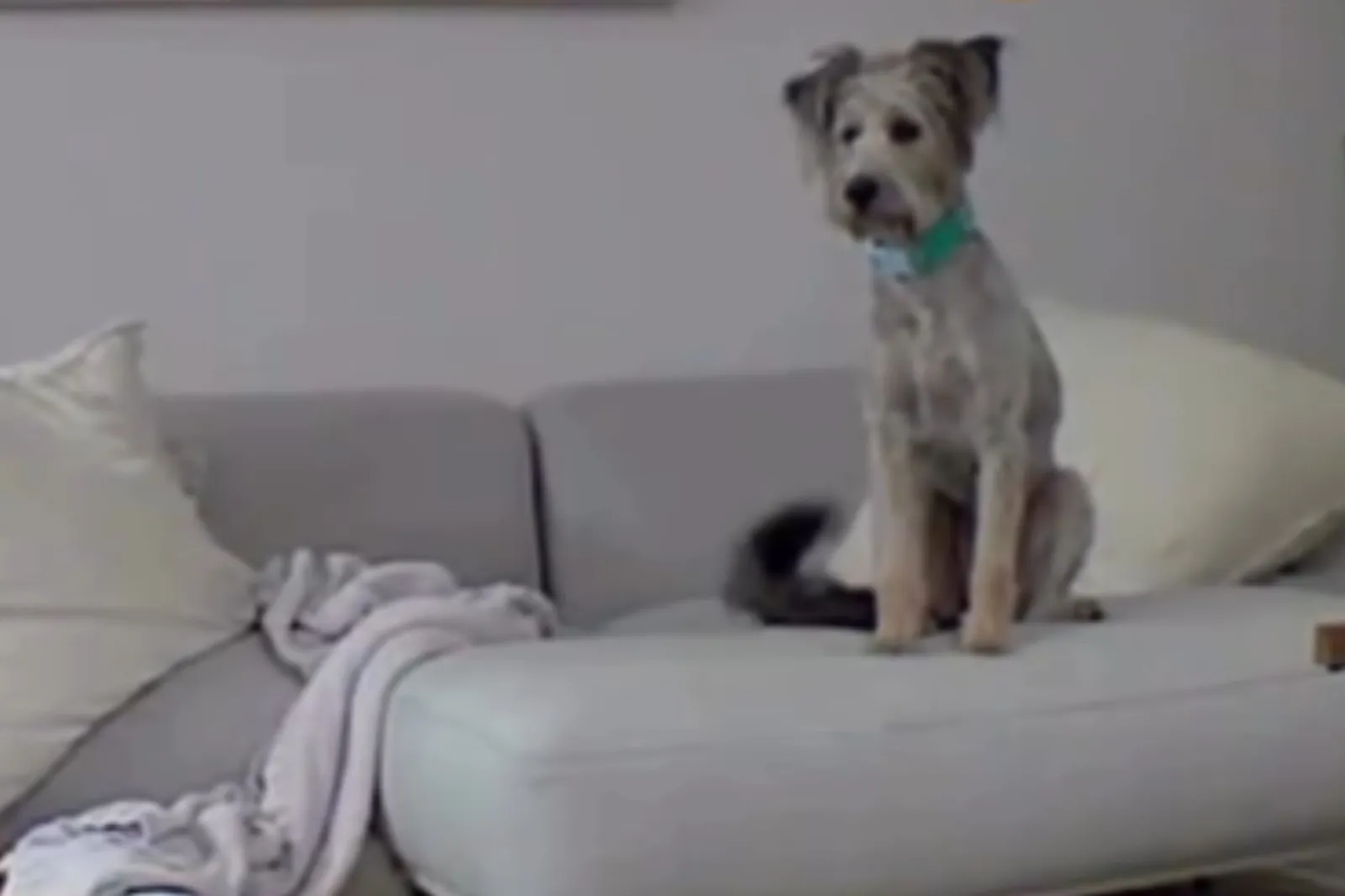 A Heartwarming Moment: Rescue Dog's First Day Out of the Crate