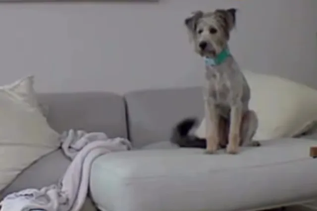 Rescue Dog Left Out of Crate Alone for First Time, Tears at What She Does