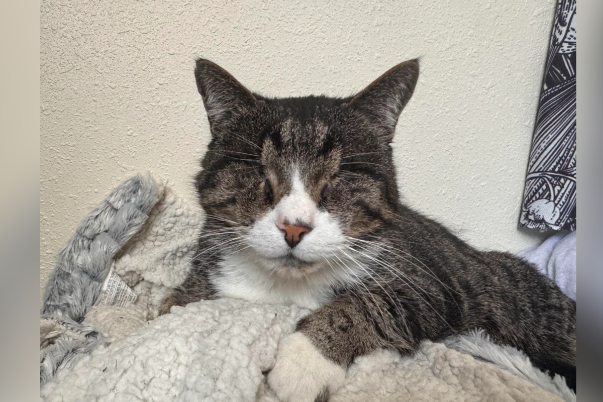 Hearts Break As Eyeless Cat Spends Years in Shelter but There’s a Twist