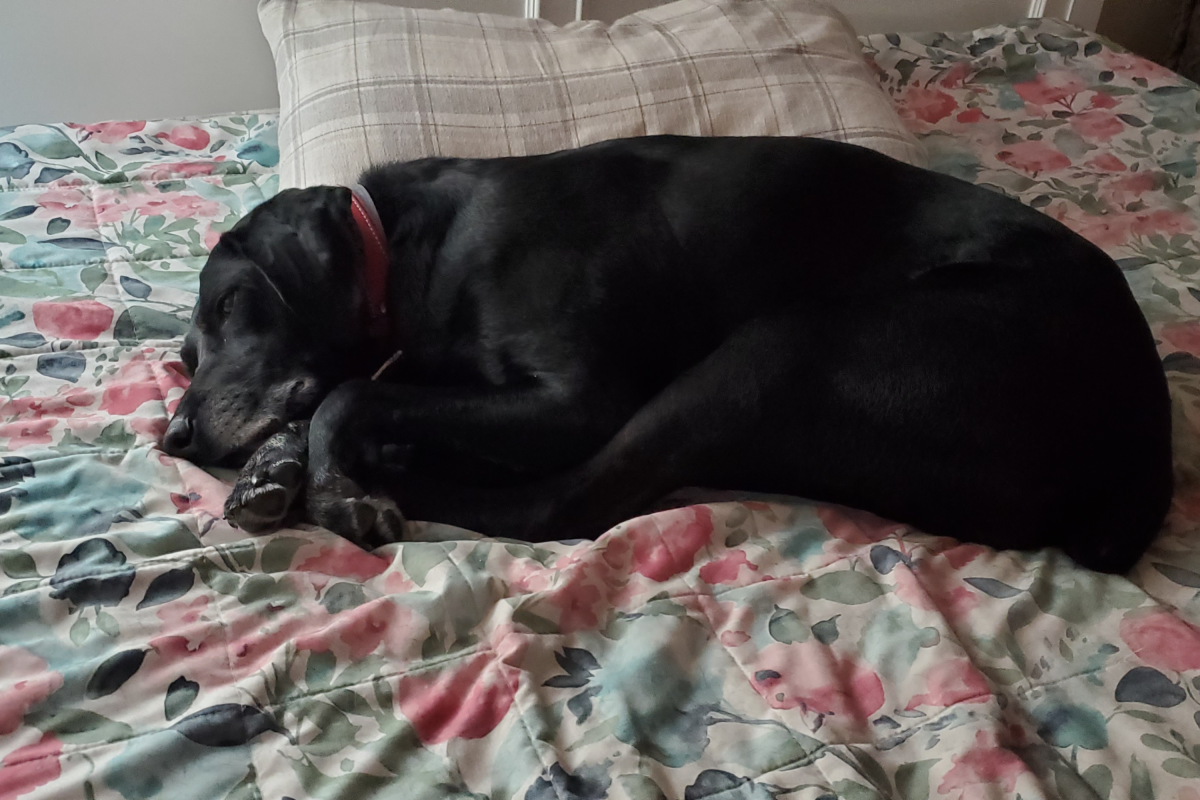 Dog Owner Buys 3 Bedroom Home, Hysterics at What Gets Instantly Claimed