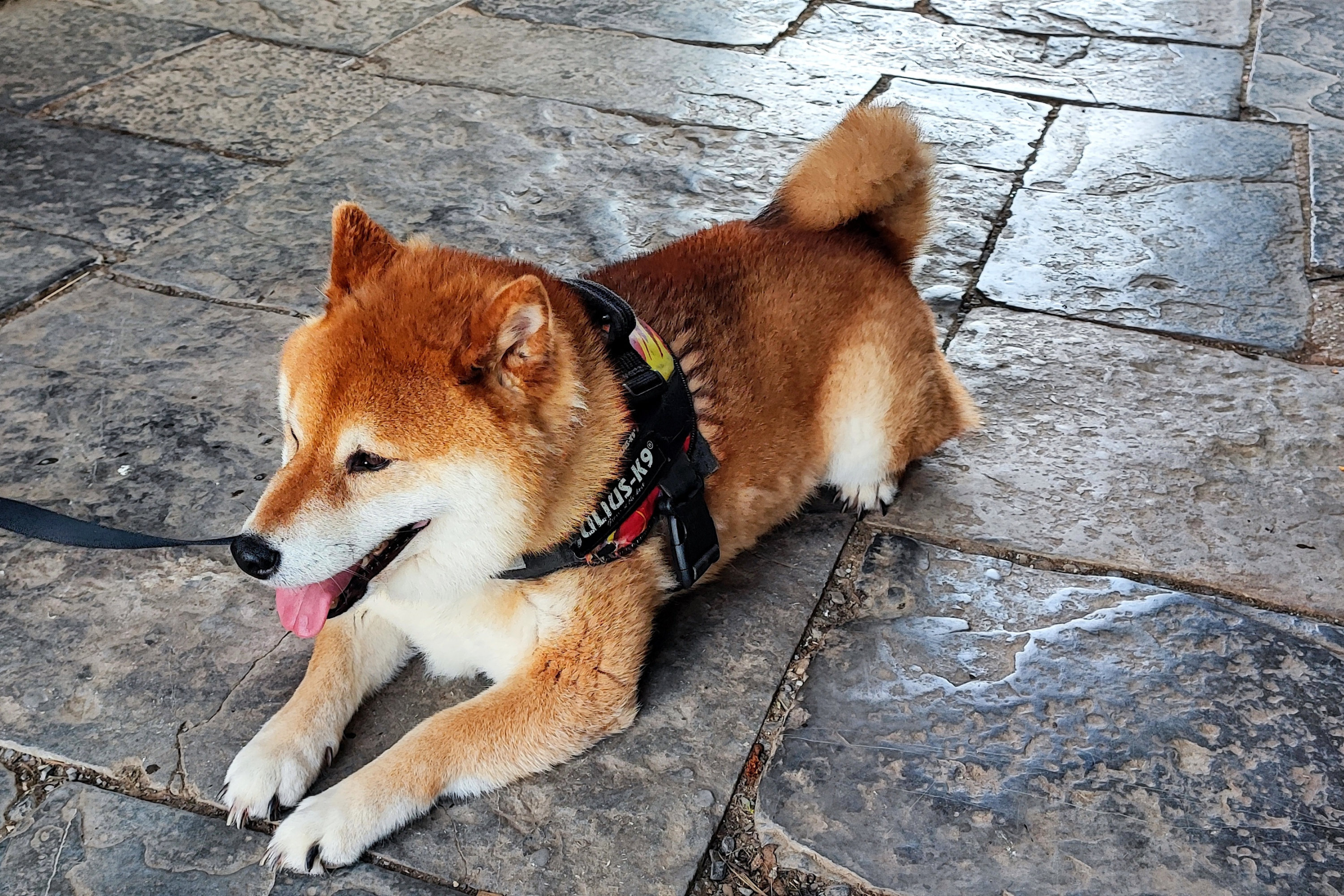 Owner Takes Dog to Vets About His 'Weird' Walk, Hysterics at Diagnosis