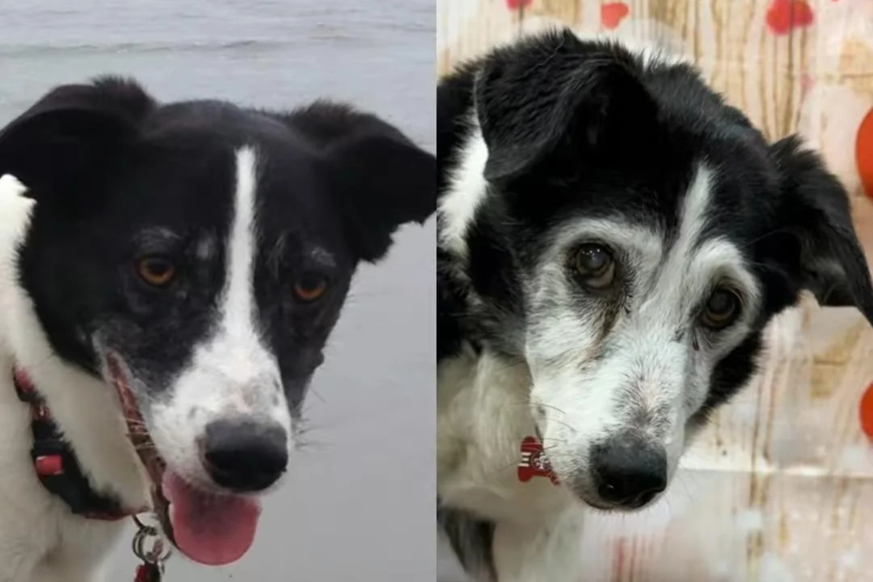 Border Collie and Jack Russell Mix ‘Aging Gracefully’ Aged 20 Melts Hearts