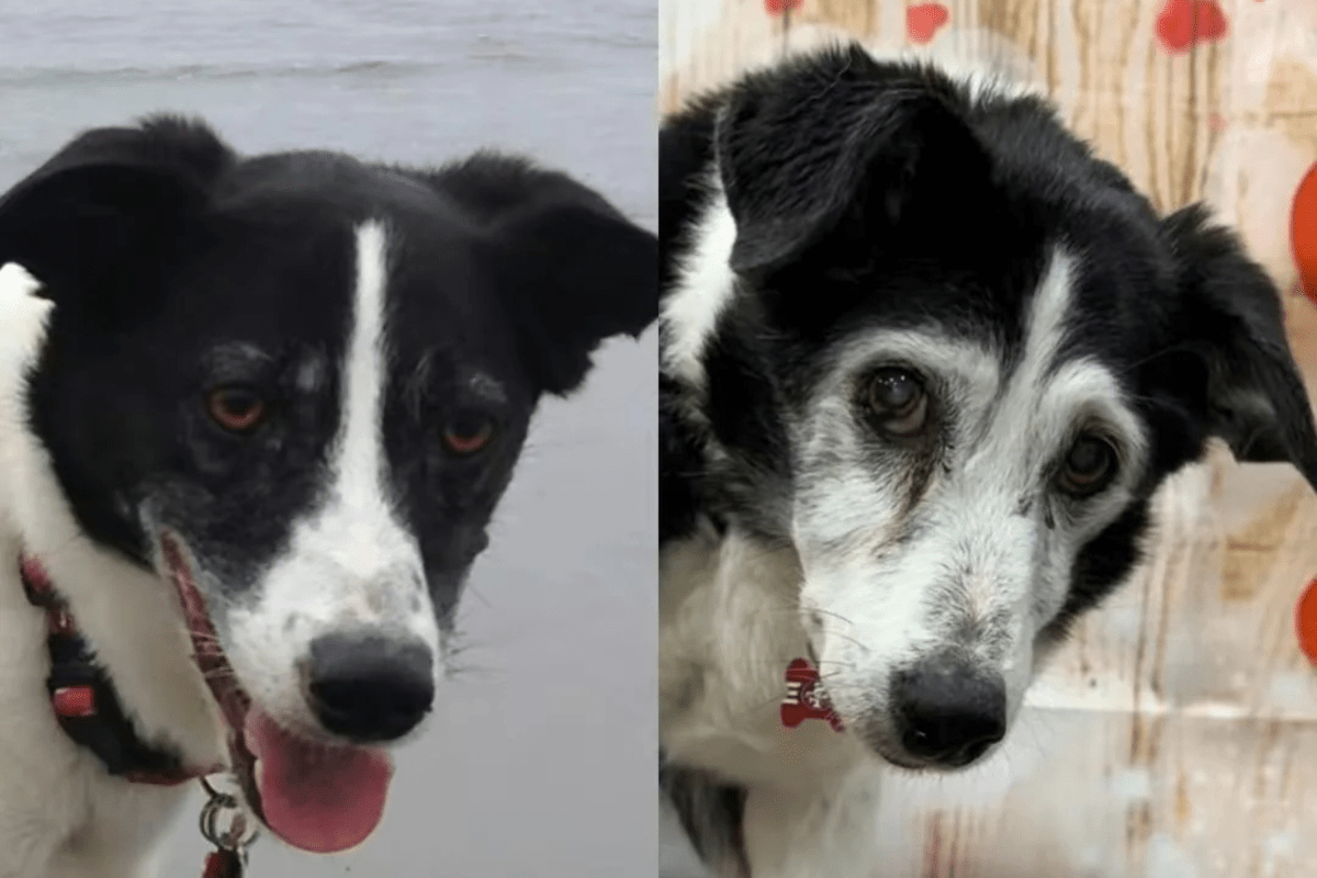 Border Collie and Jack Russell Mix ‘Aging Gracefully’ Aged 20 Melts Hearts