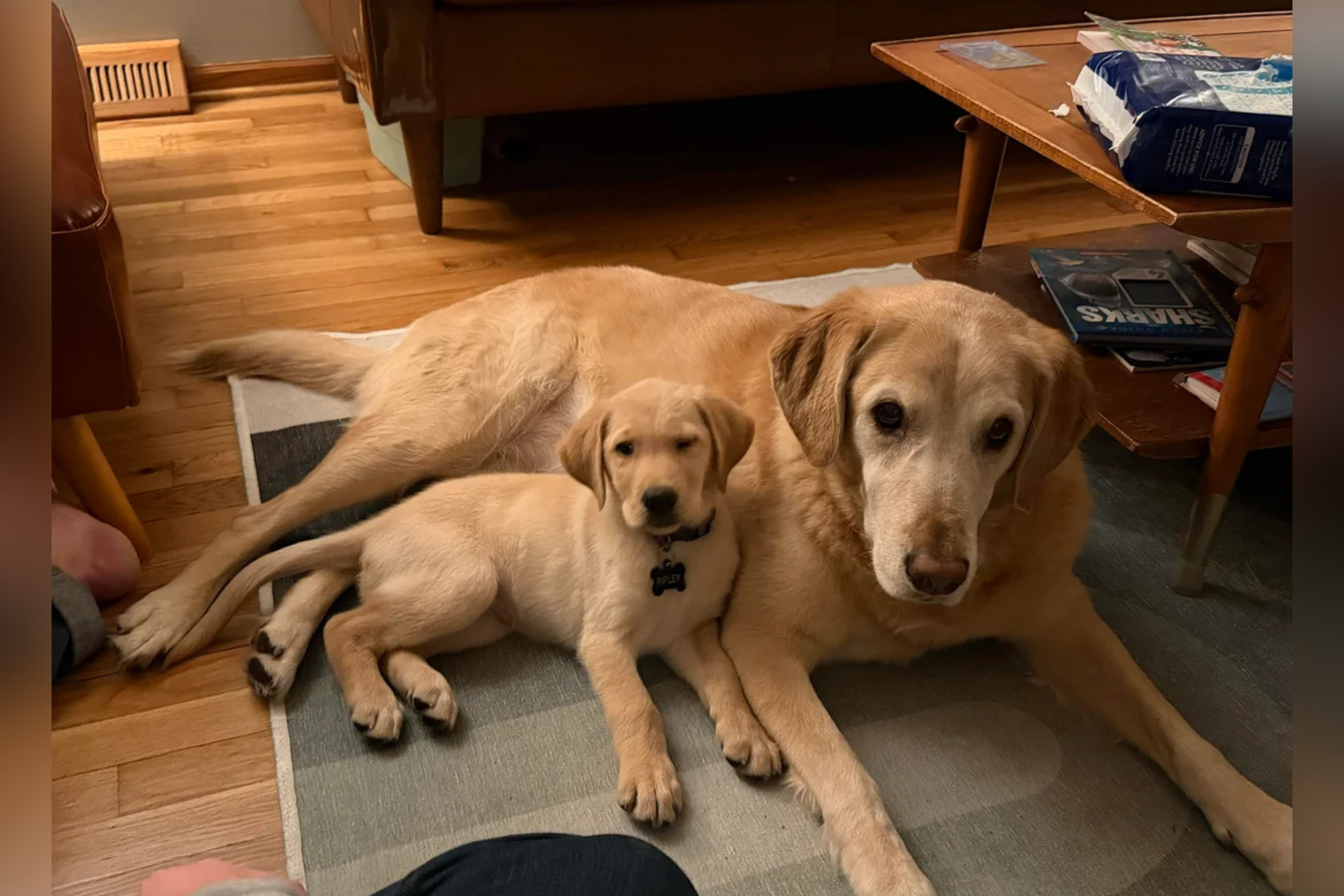 Senior Dog Gets Labrador Puppy, Then Owner Photographs Their Adorable Bond