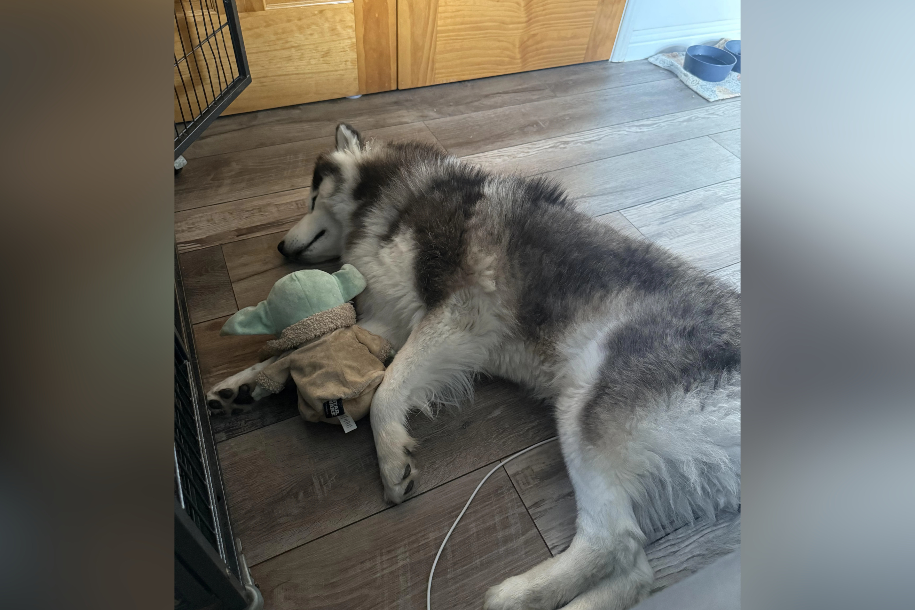 Owner Spends $160 at Groomers, Horror at What Happens to Husky