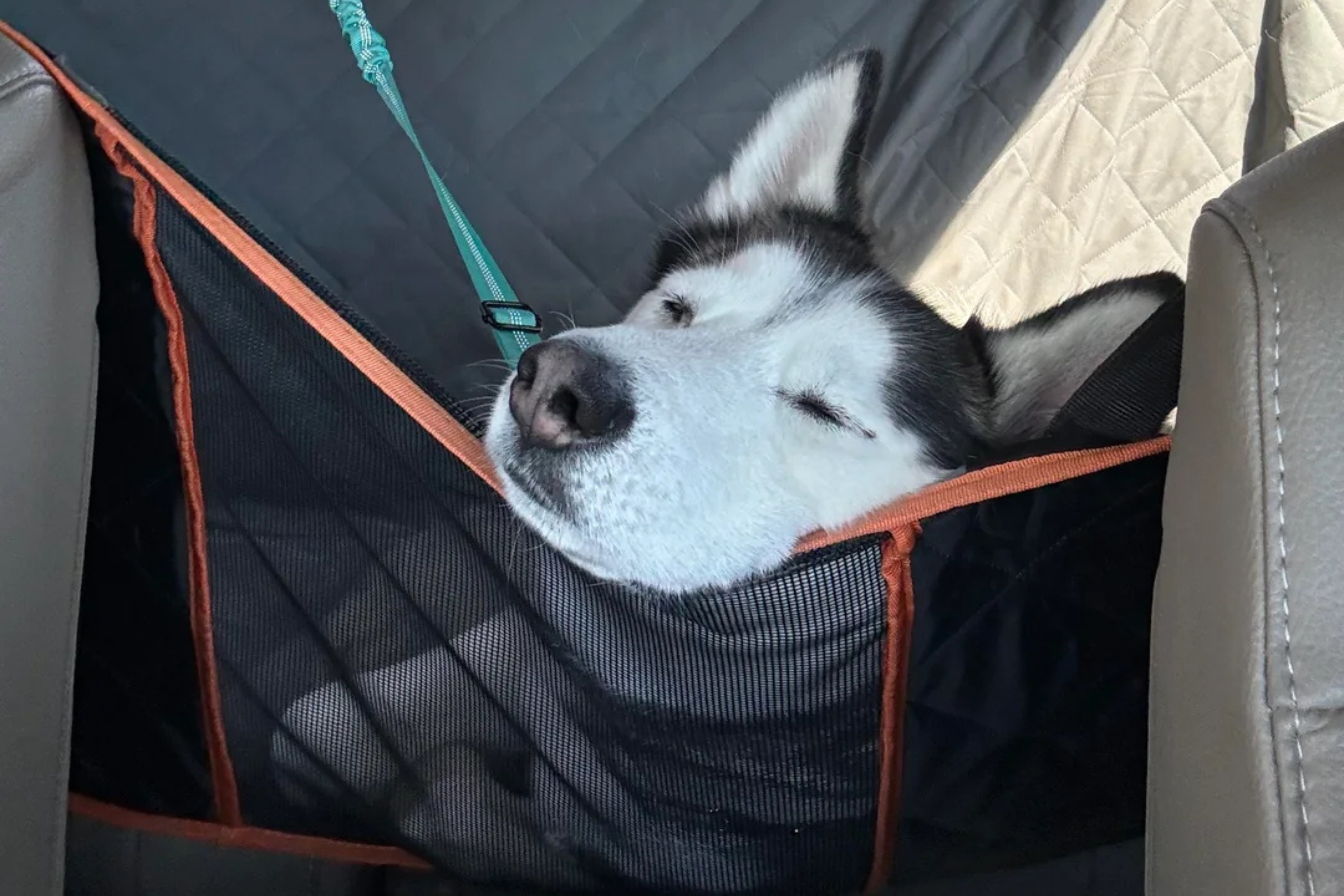 Husky Gets Banned From Daycare, Hysterics Over His Response When Collected