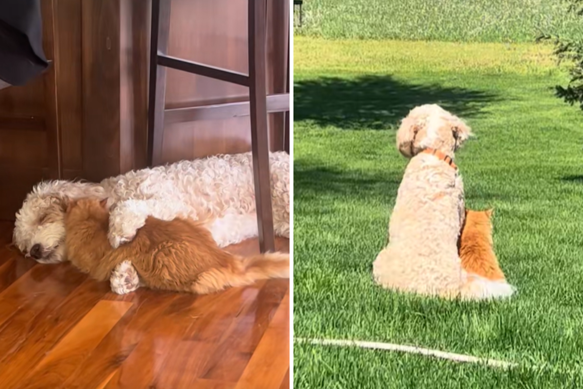 Owner Feared Puppy and Cat Wouldn’t Get Along—Here’s What Happened