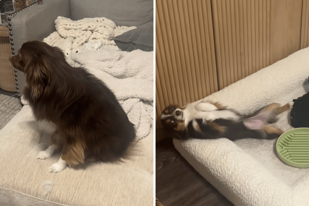 Dogs Can’t Hide Guilt After Chewing Couch, Hysterics Over What Owner Films
