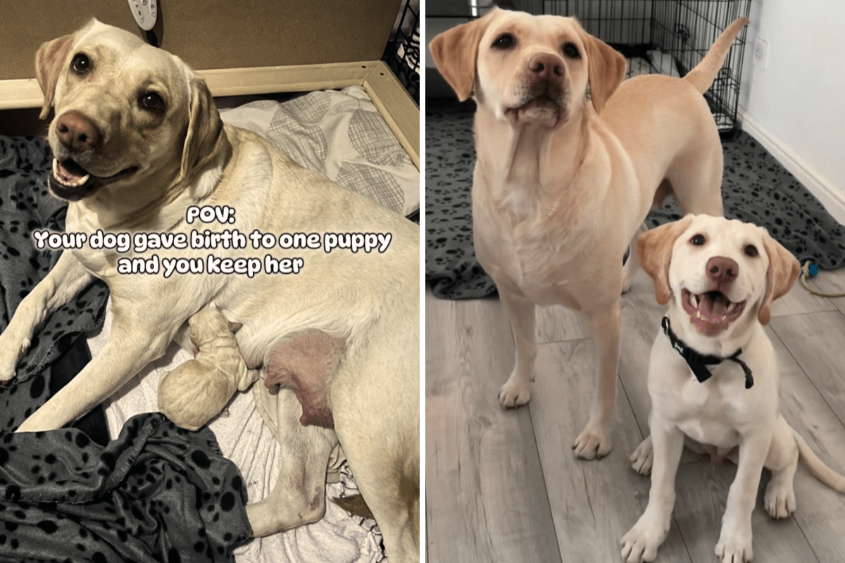Labrador gives birth to single puppy, owner makes important choice