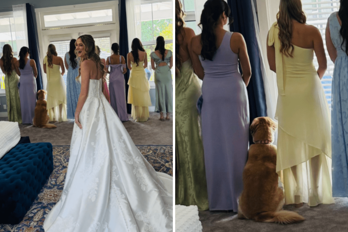 Golden Retriever Gets Involved With Wedding Dress Reveal—‘One of the Girls’