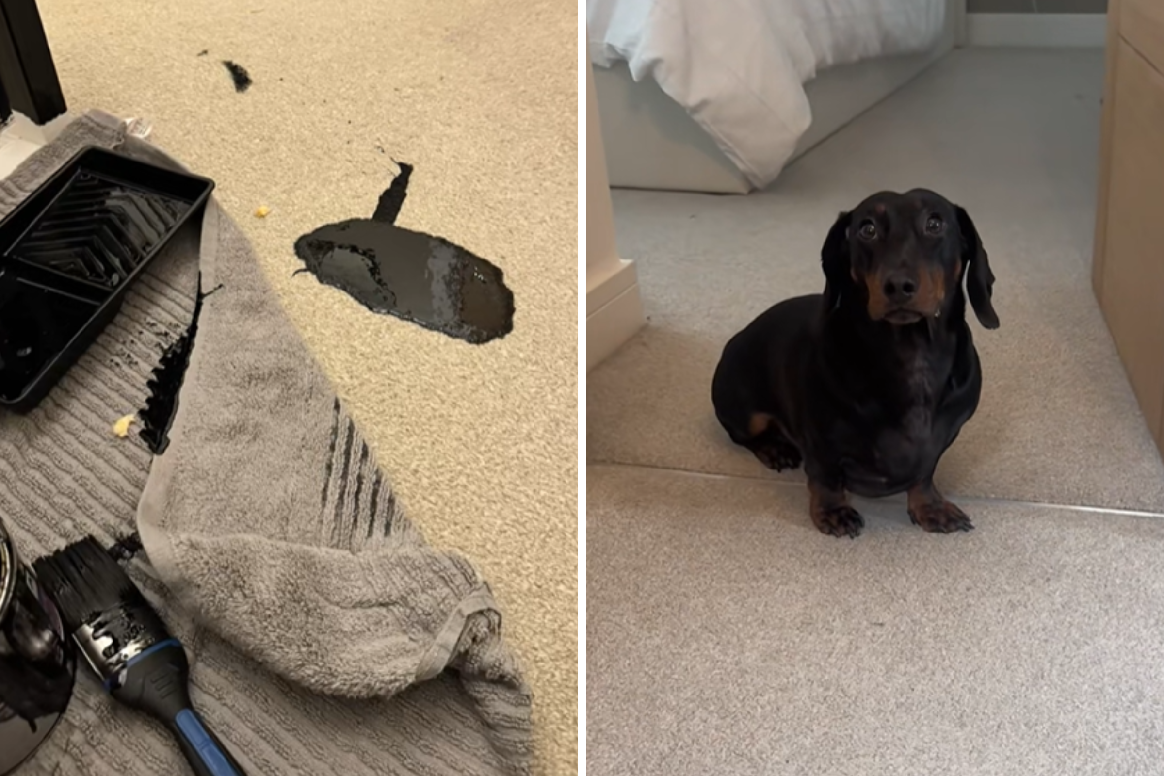 Dachshund Spills Paint on Carpet, Response Says It All—‘Couldn’t Care Less’