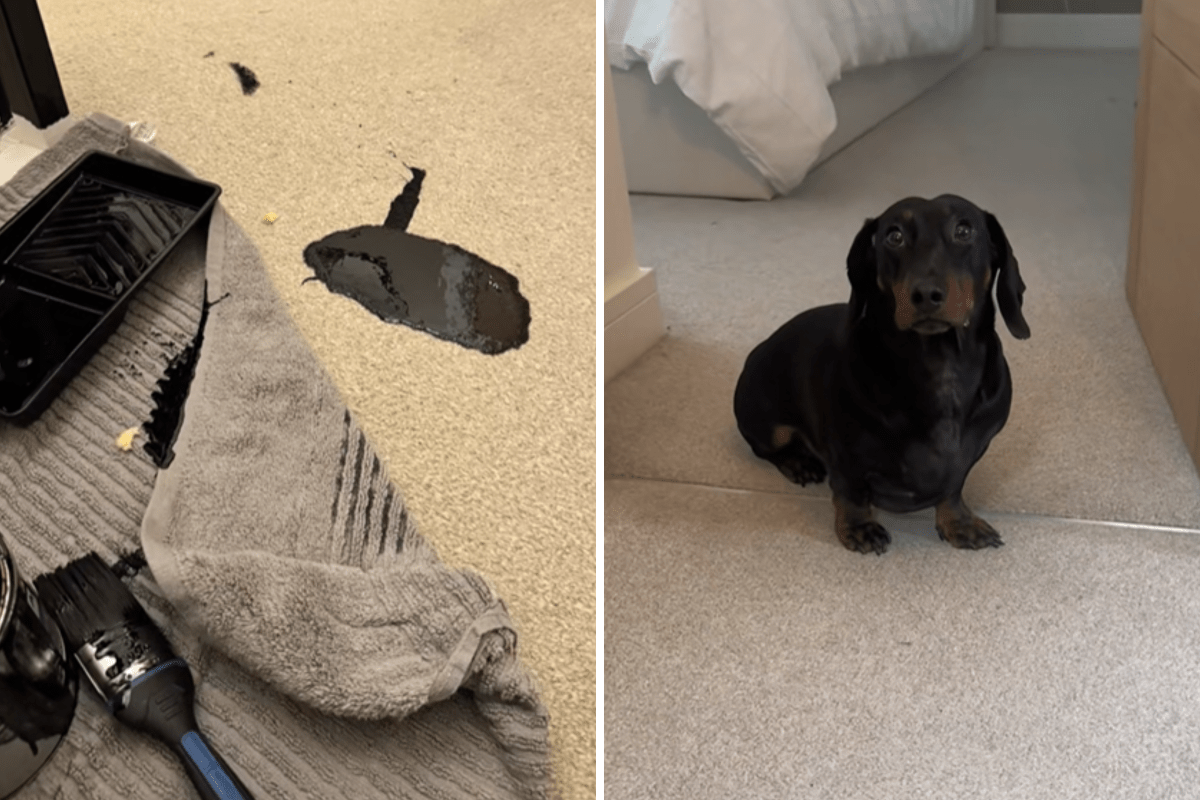 Dachshund Spills Paint on Carpet, Response Says It All&mdash;&lsquo;Couldn&rsquo;t Care Less&rsquo;