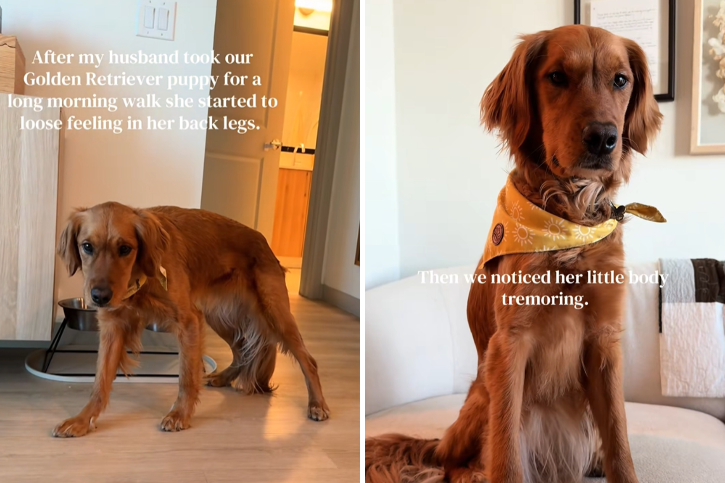 Golden Retriever Owner Spends $650 on Vet Trip, Then Comes Diagnosis