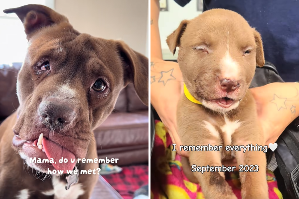 Shelter puppy arrives with fractured skull, broken jaw—but there’s a twist