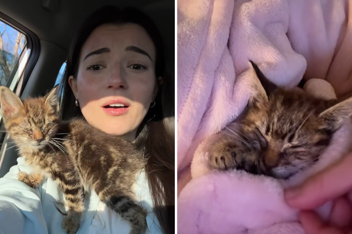 Woman finds stray kitten struggling to open her eyes, she knows what to do