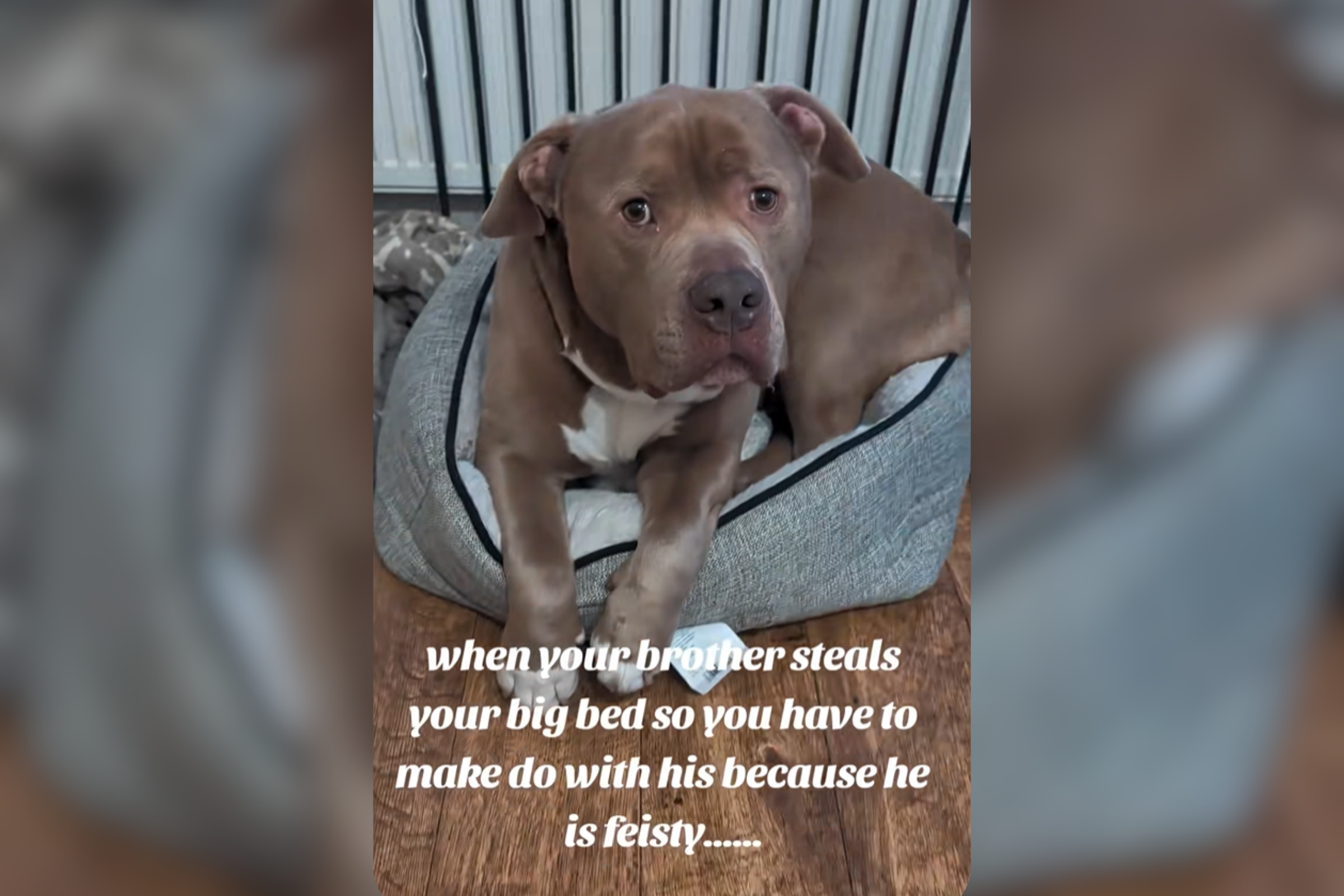XL Bully Sees Chihuahua Has Stolen His Bed, Reaction Says It All: ‘Feisty’