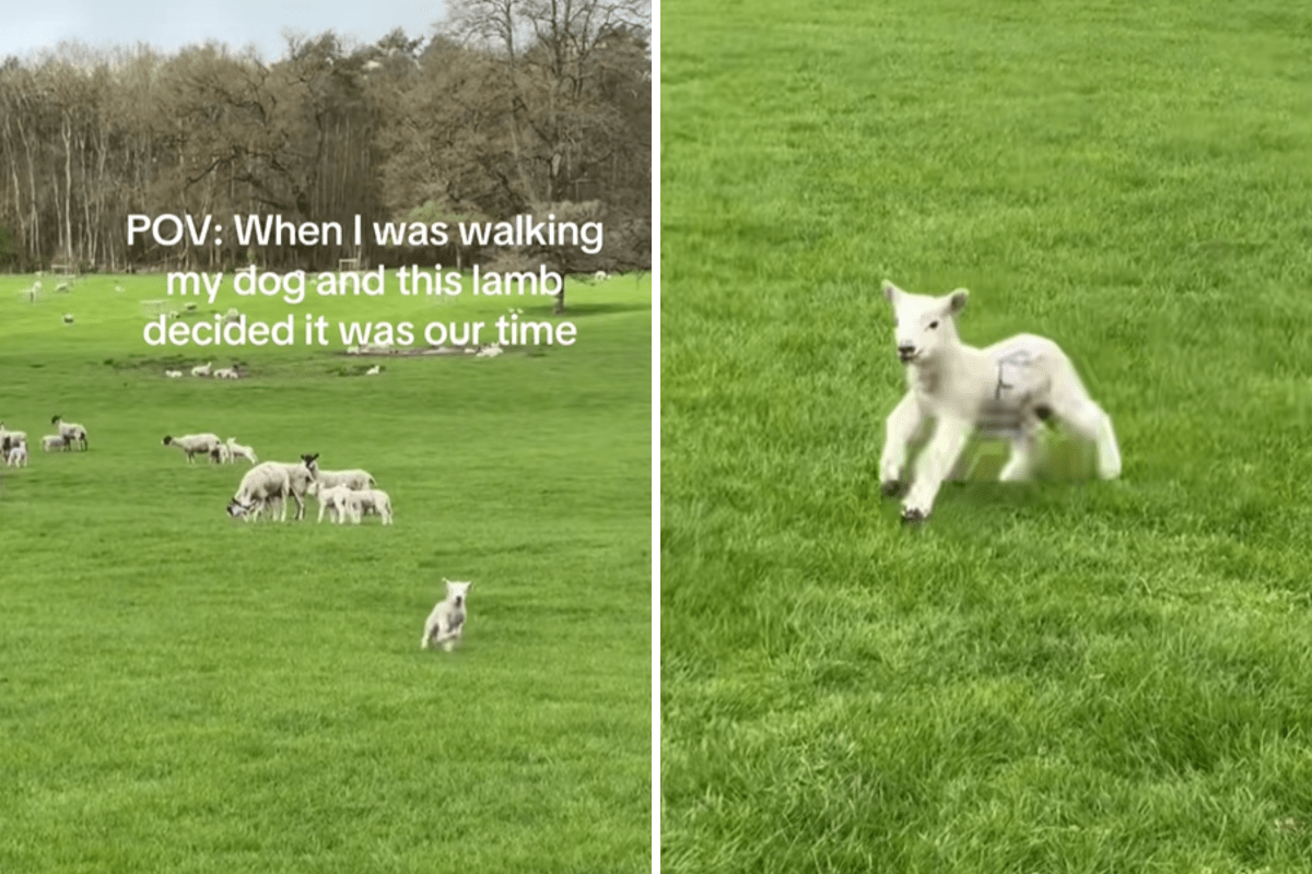Lamb Spots Dog Walker Across Field, How They Are Greeted Warms Hearts