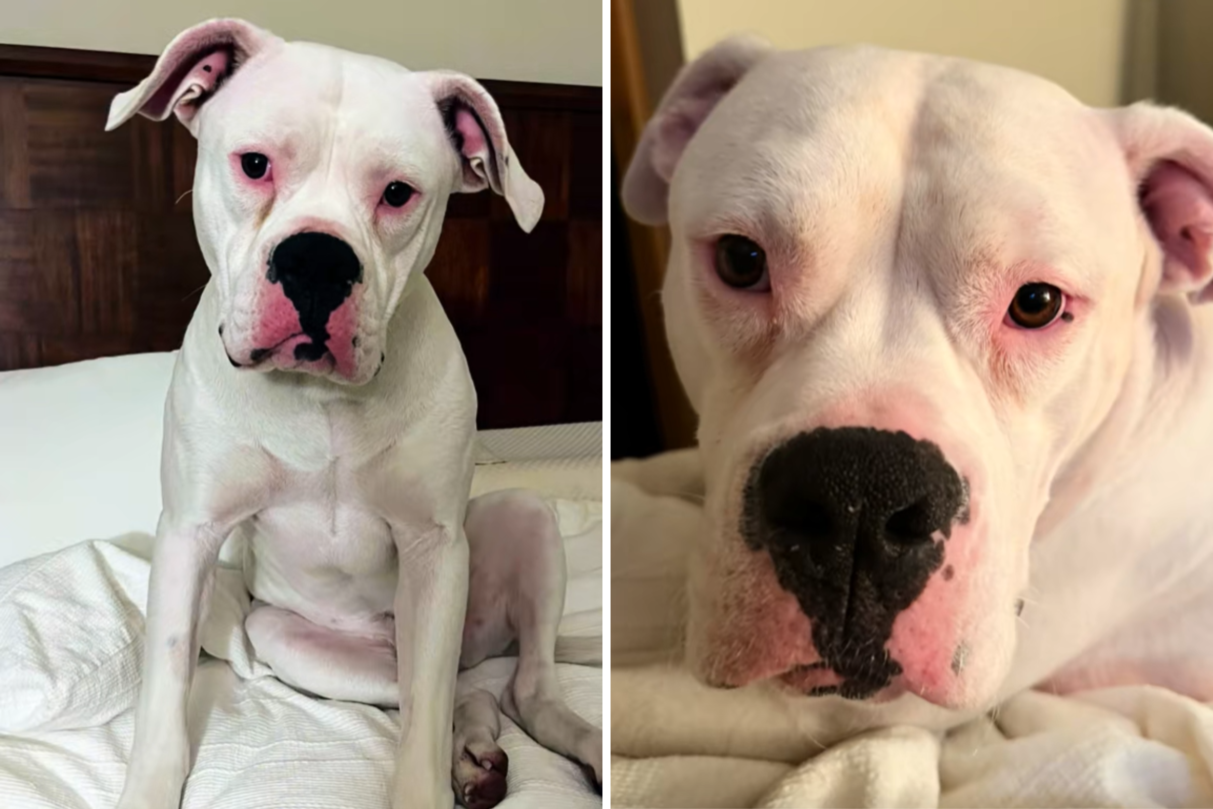 Shelter Dog Doesn’t Make a Sound After Being ‘Silenced’—Then It All Changes