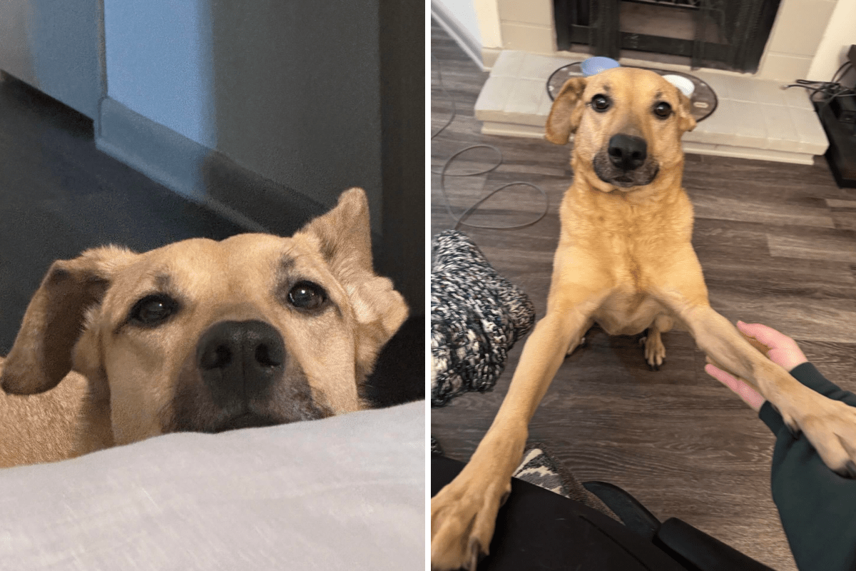 Dog Owner Realizes They Left Door Open—Then Comes Unexpected Delivery Photo Dog Owner Realizes They Left Door Open—Then Comes Unexpected Delivery Photo