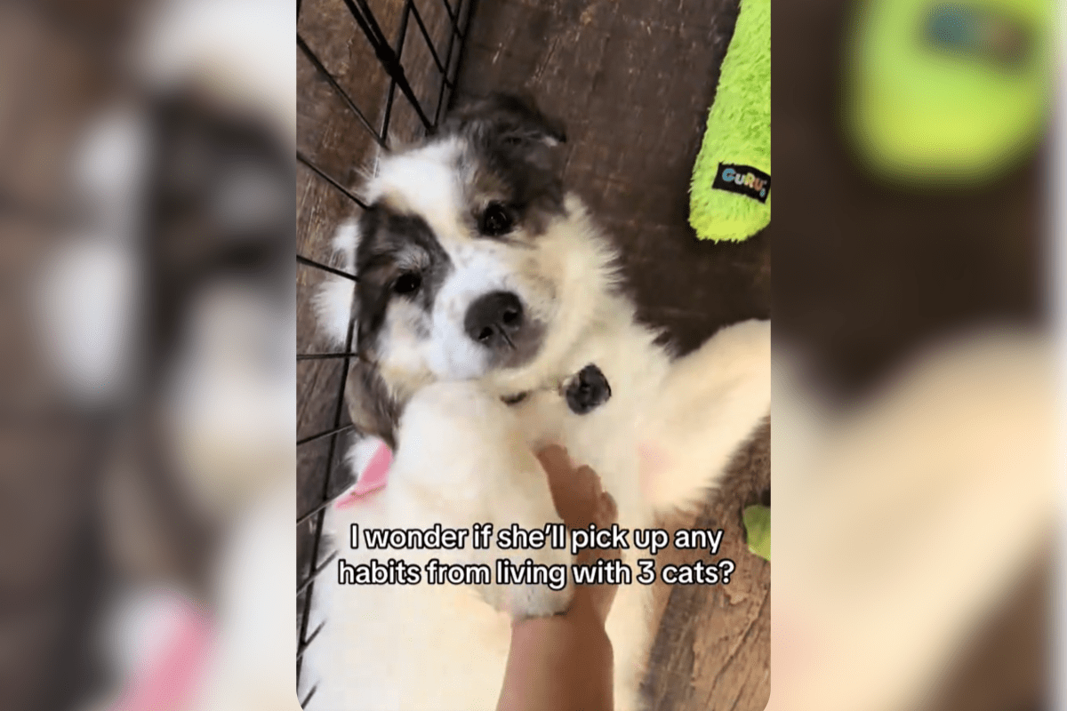 Great Pyrenees Puppy Raised With Cats, Owner Can’t Cope With What He Copies