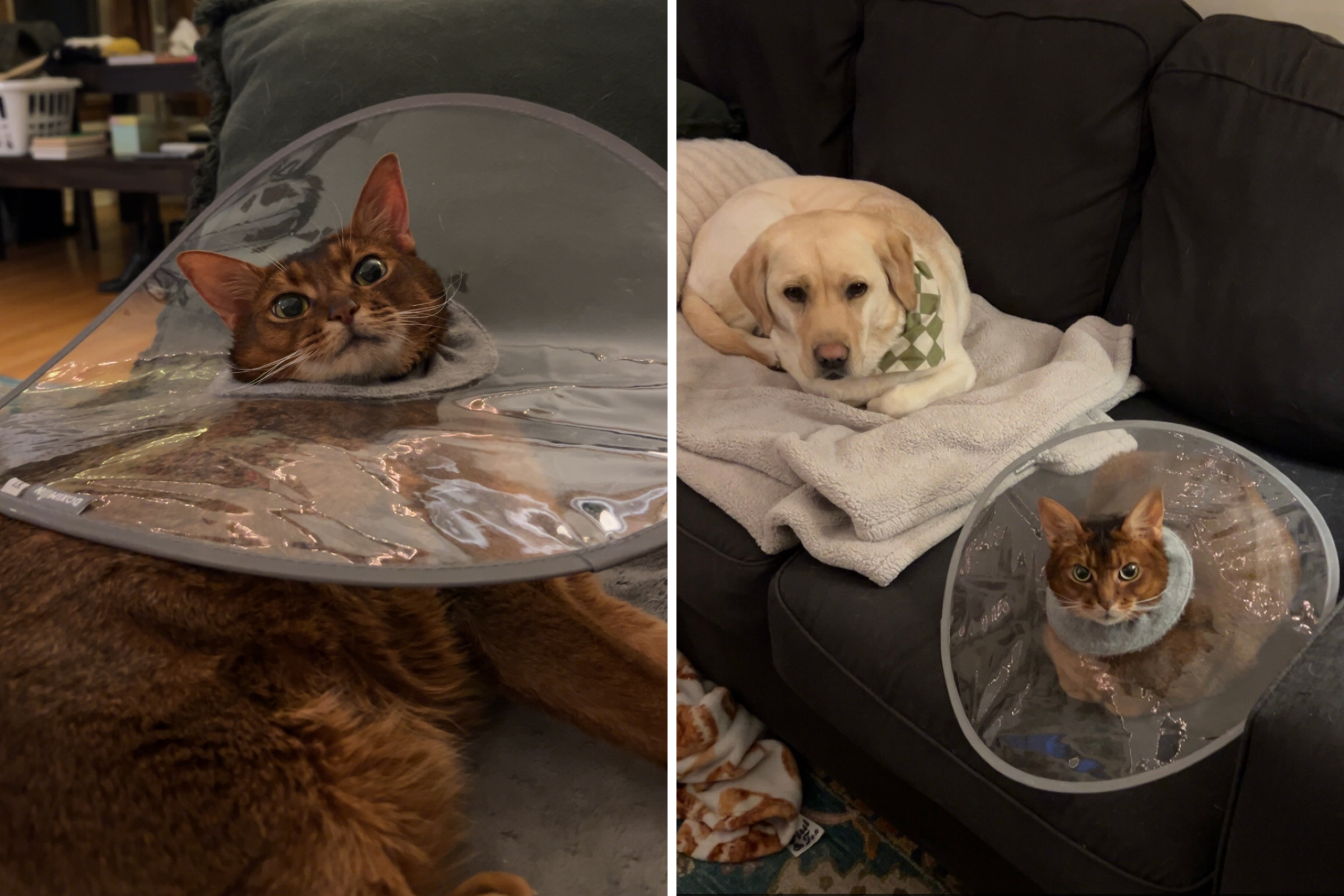 Woman Gets Allergy Test for ‘Itchy’ Cat, Unprepared for What Results Show