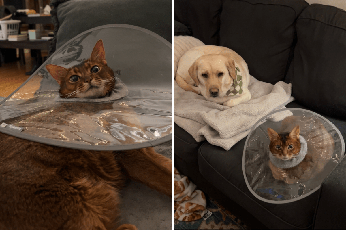 Woman Gets Allergy Test for ‘Itchy’ Cat, Unprepared for What Results Show