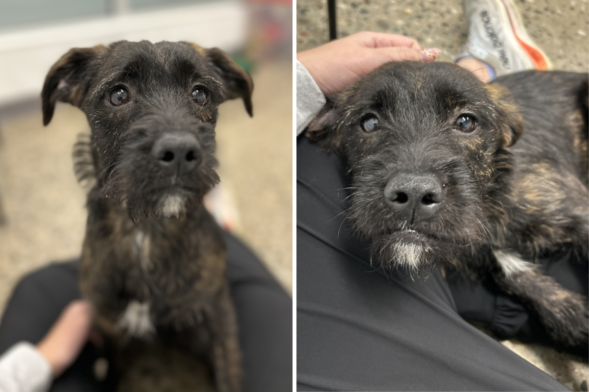 Heartwarming Rescue: Lola the Dog Finds Hope After Abandonment