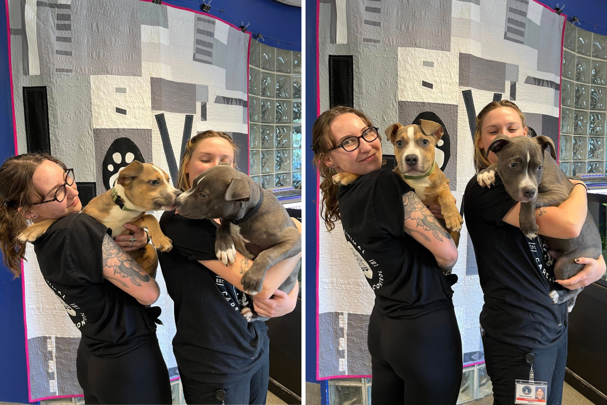 Puppies Taken To Shelter After Drugs Bust—Tests Reveal Devastating Truth