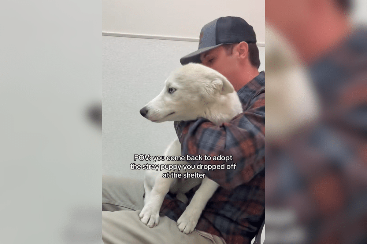 Man Finds Stray Husky Puppy, Leaves Him at Shelter—Then Realizes Mistake