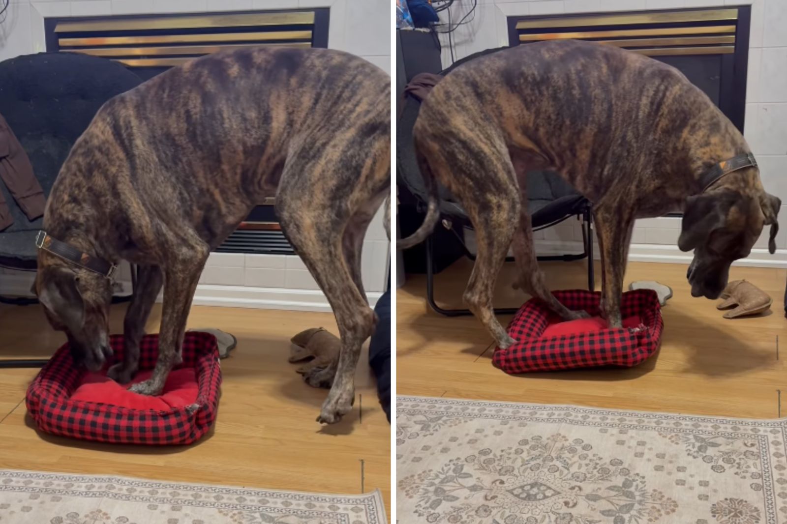 Great Dane Gets Bed Stolen by Corgi, Hysterics Over What Owner Sees ...