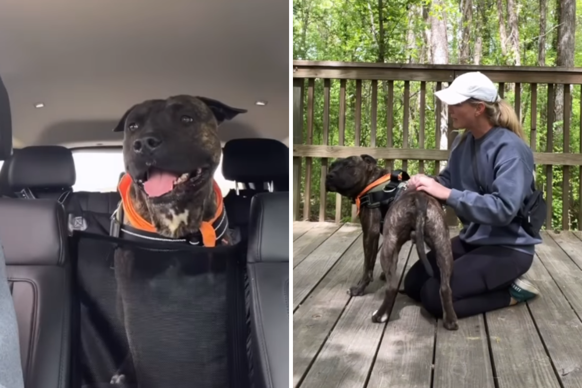 A Shelter Dog's Last Day: From Heartbreak to Hope