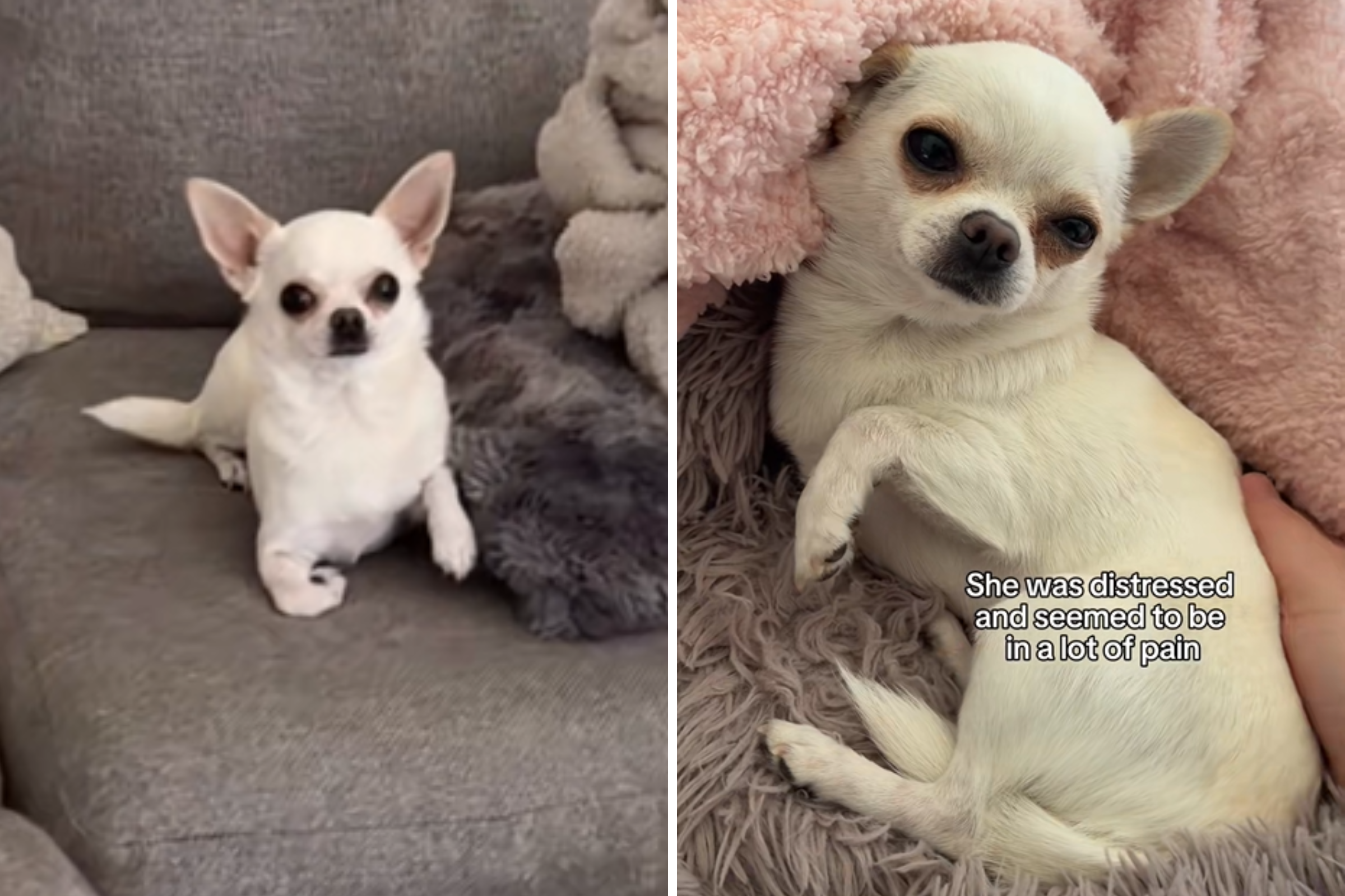 Chihuahua Begins Limping—CCTV Reveals What Really Happened: ‘Freaking Out’