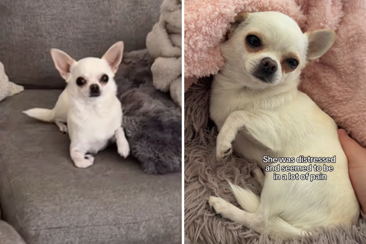 Chihuahua Begins Limping—CCTV Reveals What Really Happened: ‘Freaking Out’ Chihuahua Begins Limping—CCTV Reveals What Really Happened: ‘Freaking Out’