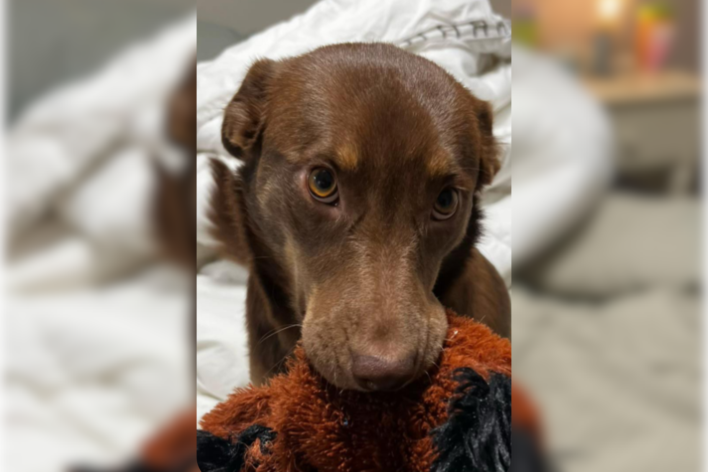 Owner Fears Rescue Dog Won’t Make Friends at Daycare—Then Sees the Photos