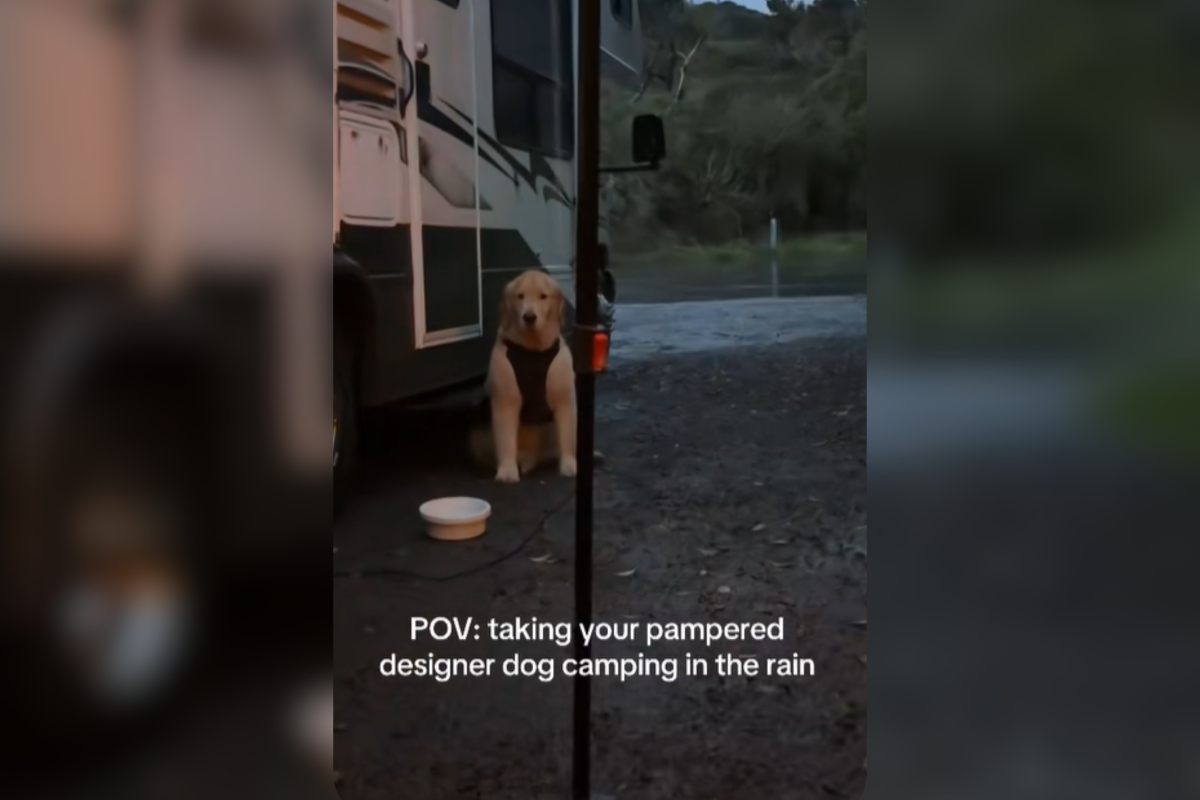 ‘Pampered’ Golden Retriever Goes on Camping Trip, His Face Says It All ‘Pampered’ Golden Retriever Goes on Camping Trip, His Face Says It All